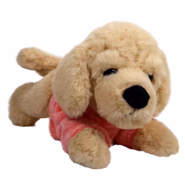 Hund Golden retriver i Hoodie