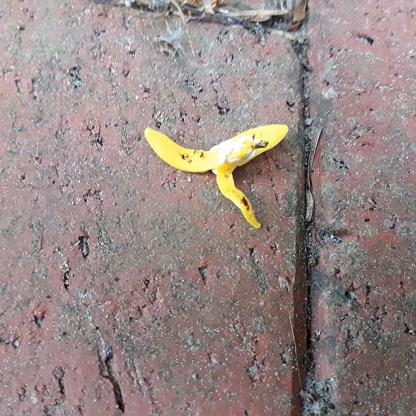 Bananskal