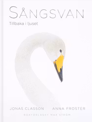 Sångsvan
