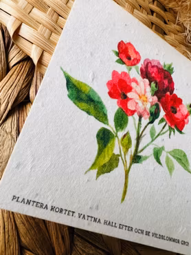 Planterbart frökort - Vildros