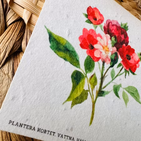 Planterbart frökort - Vildros