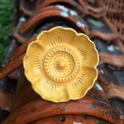 Dalia