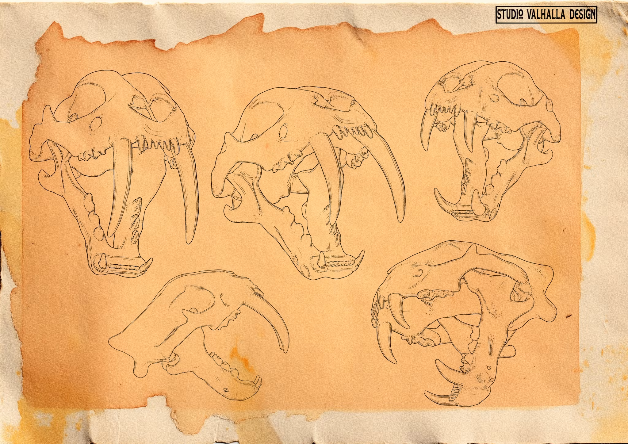 Procreate, Artist Reference Library ~ Animal skull references, original art for Procreate, 100+ design elements, cats, tigers & sabre tooth