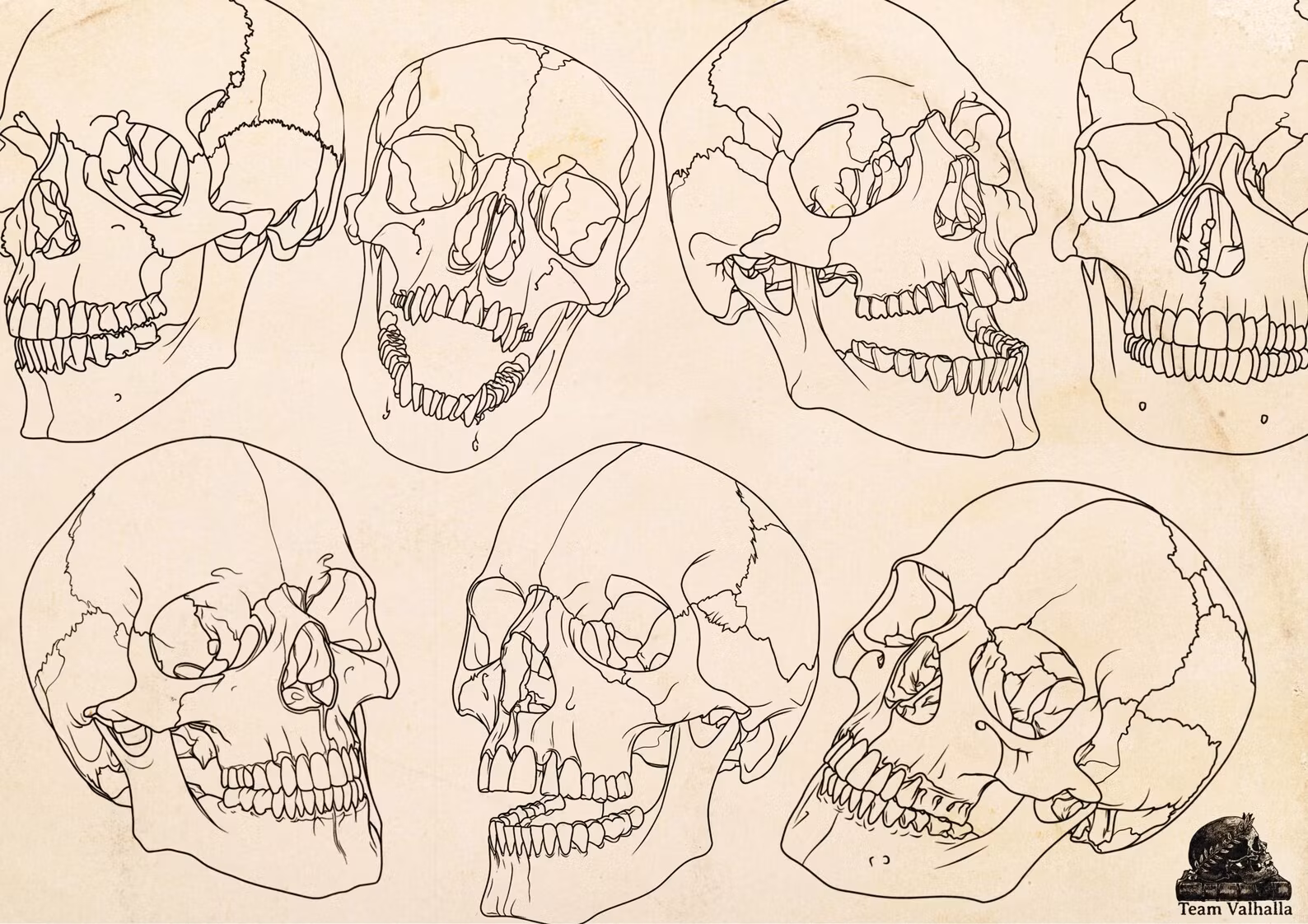 Skull stencil/reference bundle, 135 outlined skulls, tattoo stencils, skull references, procreate stamps, svg skulls, png skull references