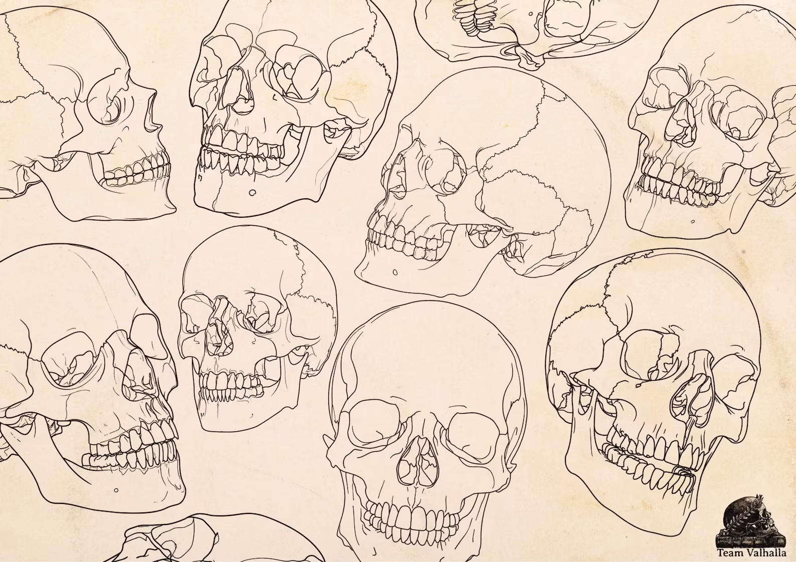 Skull stencil/reference bundle, 135 outlined skulls, tattoo stencils, skull references, procreate stamps, svg skulls, png skull references