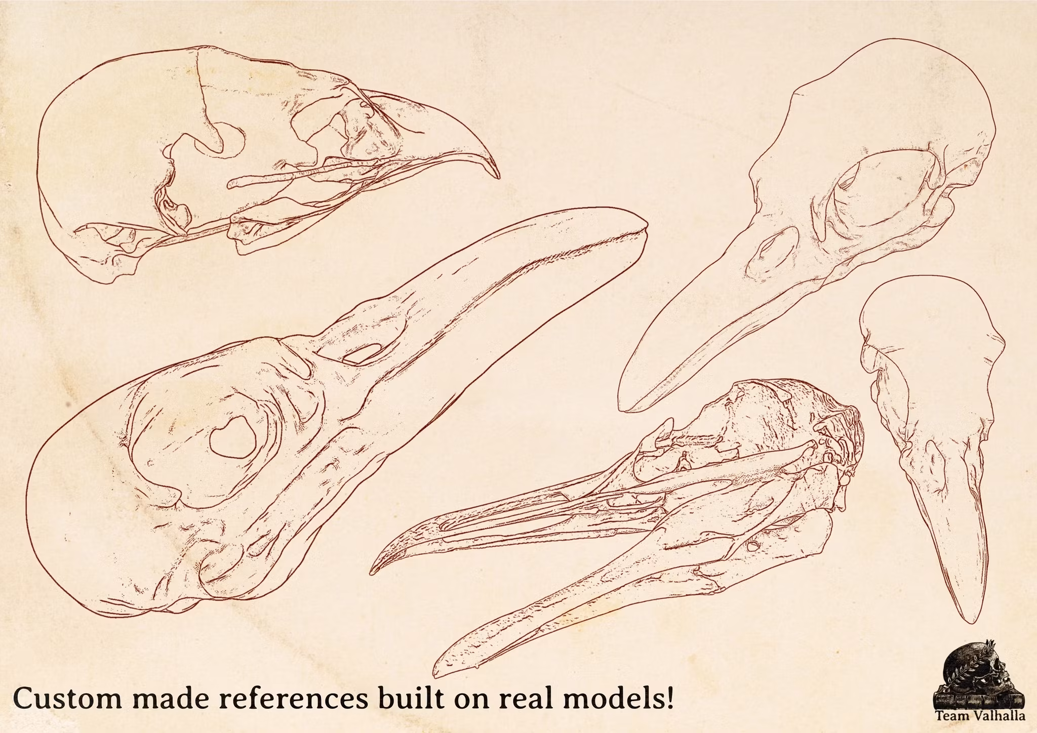 Procreate and .png, Artist Reference Library ~ Bird skull references, original art for Procreate, 100 bird skull designs, tattoo references