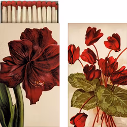 Tändstickor Amaryllis/Cyklamen