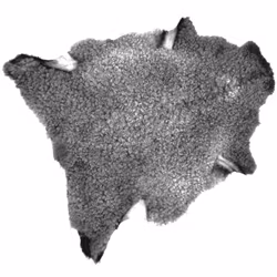 Fårskinn stora tackskinn lockiga Gotlandsfår