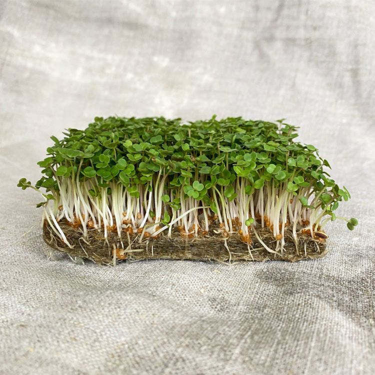 Sproutly - Hampamatta 5-pack