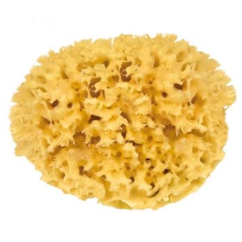 Croll & Denecke: Natursvamp