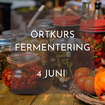 Kurs: Fermentering av vilda växter - från skog till burk
