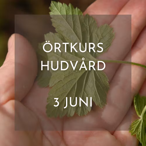 Kurs: Naturlig hudvård - skogens örter till färdig produkt