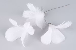 Fjäderblomma Vit