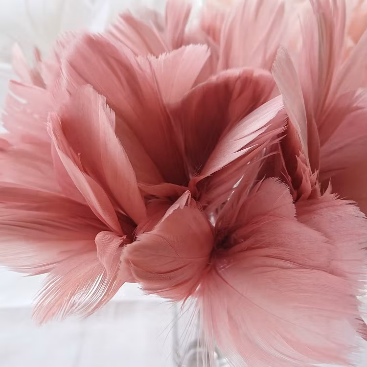 Fjäderblommor Gammelrosa