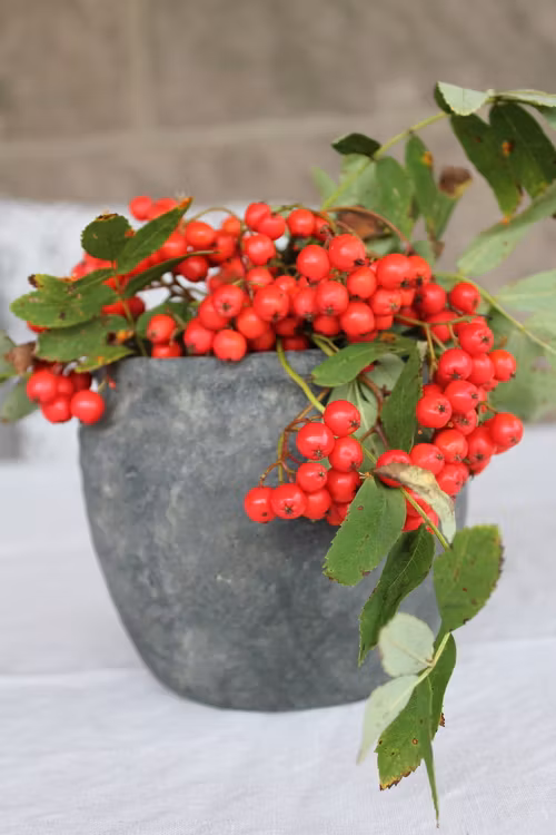 Grå kruka liten
