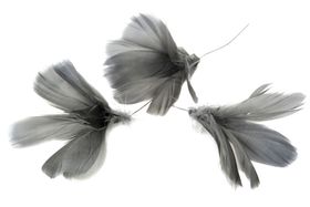 Fjäderblomma Mörkgrå