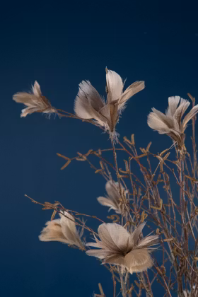 Fjäderblomma Mullvad