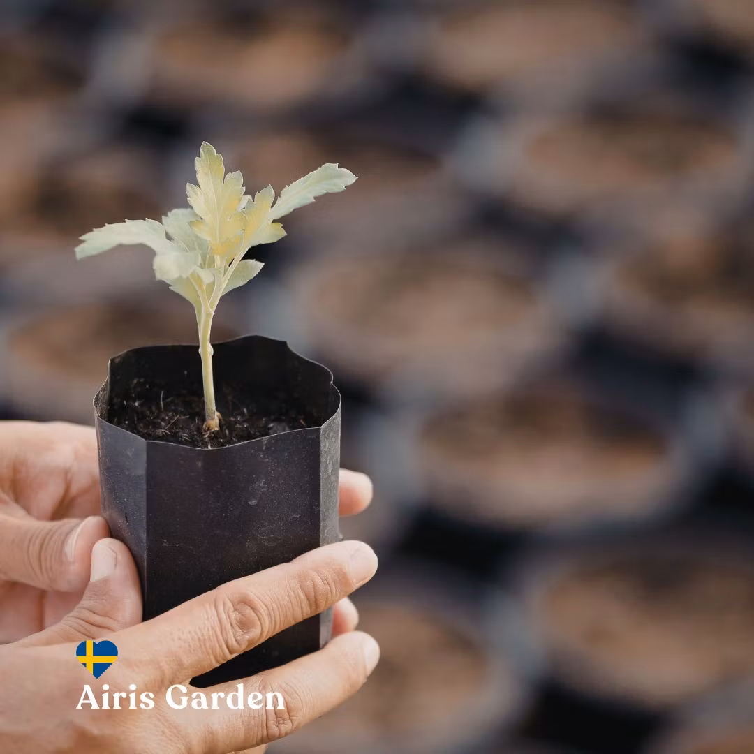 Pivotering från e-handel till odling — Historien om Airis Garden, del 2/3