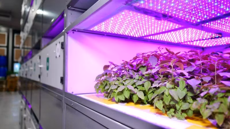 Så odlar vi inomhus året runt – framtidens hållbara växtproduktion