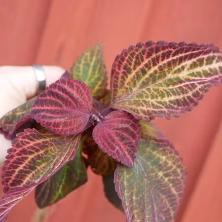 Coleus 'Tyra'