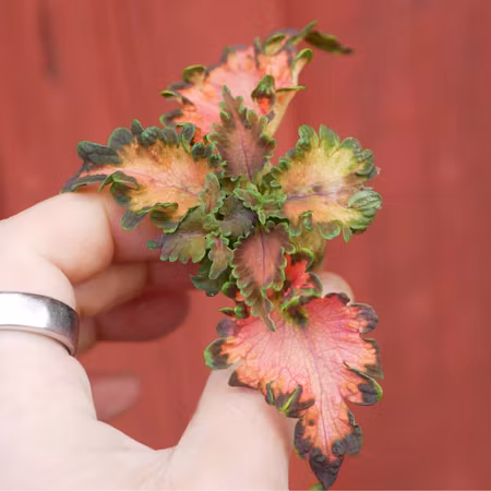 Coleus 'Ruffles Copper'