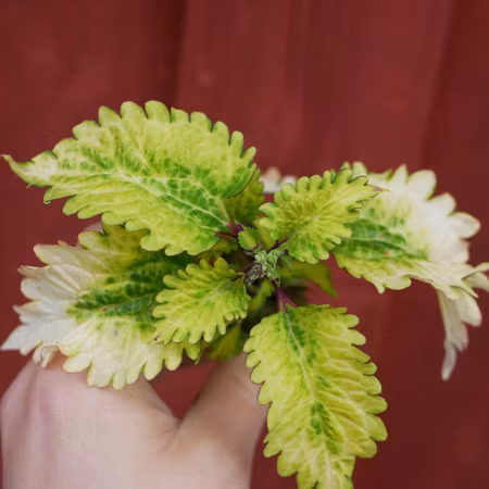 Coleus 'Ecstasy Cleo'