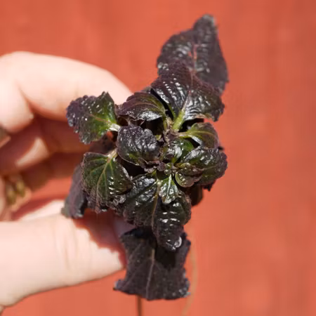 Coleus 'Shine Shoes'