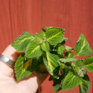 Coleus (Palettblad) 'Electric Slide'