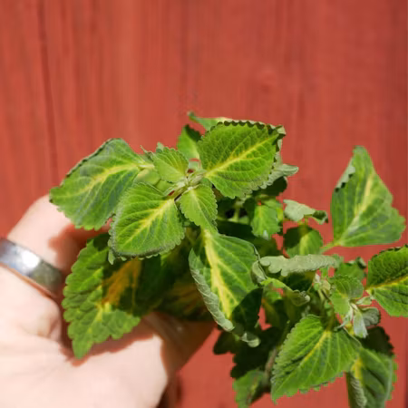 Coleus 'Electric Slide'