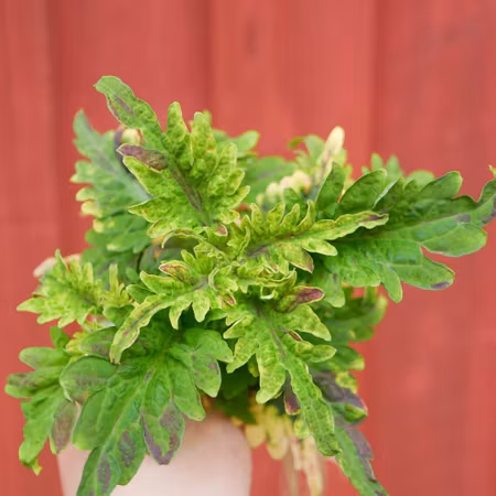 Coleus 'Disco Gul'