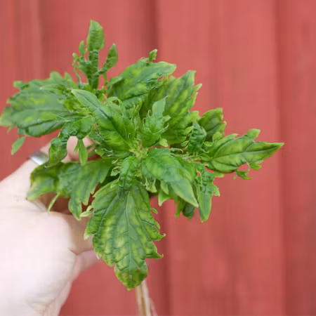 Coleus 'Crazy Alice'