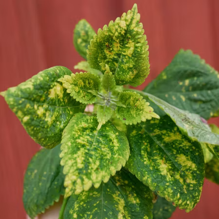 Coleus 'Yellow Kakarik'