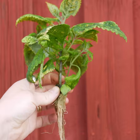 Coleus 'Yellow Kakarik'