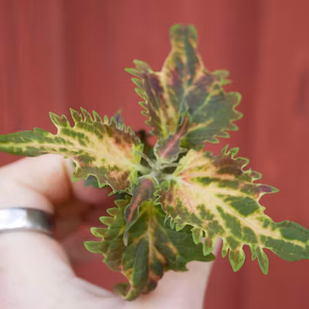 Coleus 'Thai'