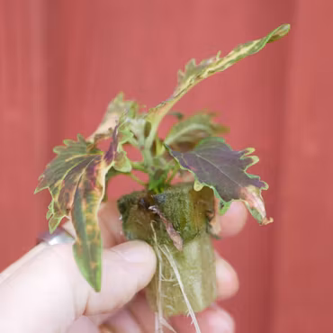 Coleus (Palettblad) 'Thai'