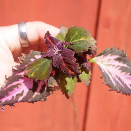 Coleus 'Fantasy'