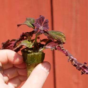 Coleus (Palettblad) 'Fantasy'