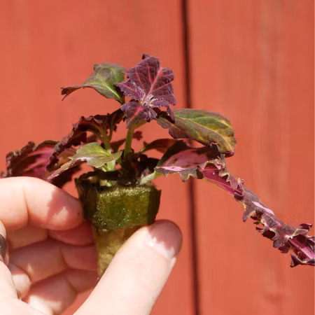 Coleus 'Fantasy'