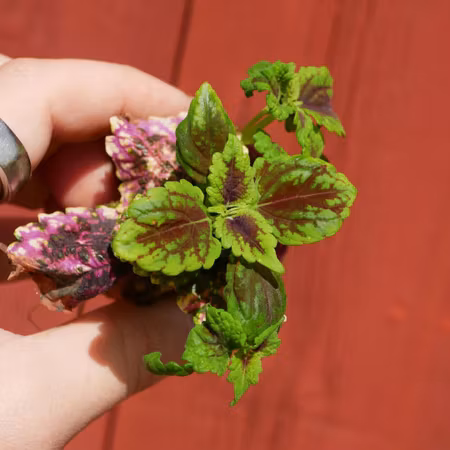 Coleus 'Stars of Pin'