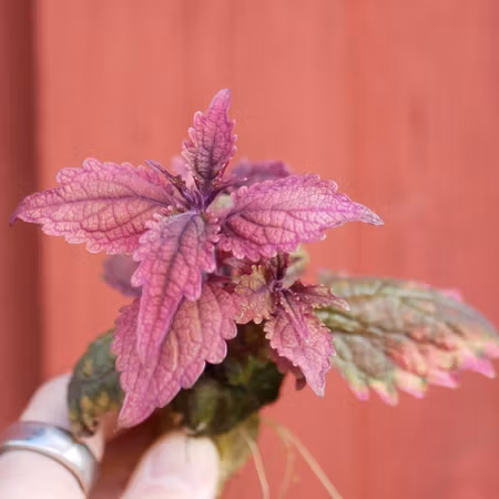 Coleus 'Barracuda'