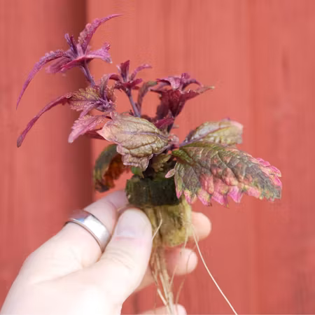 Coleus 'Barracuda'