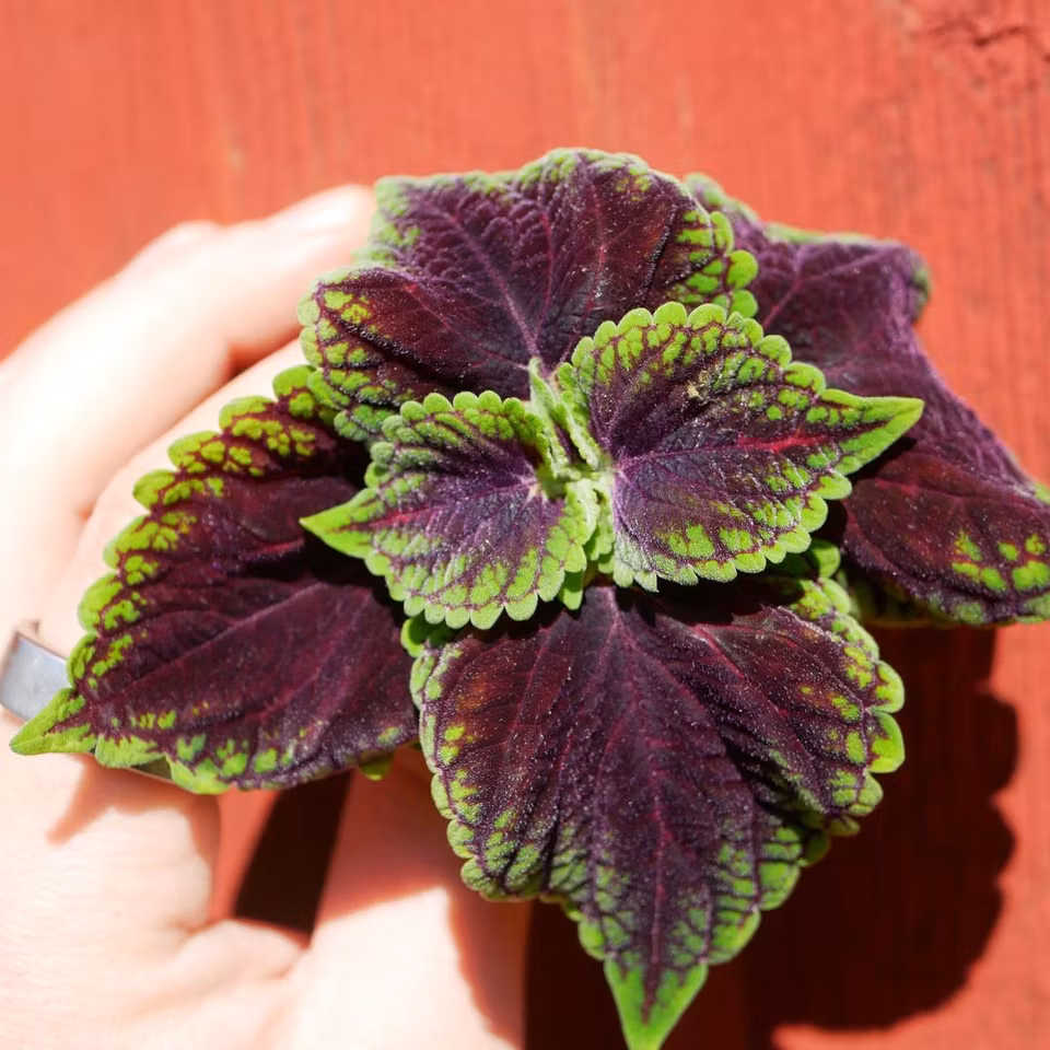 Coleus 'Space Cake'