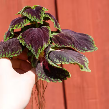 Coleus (Palettblad) 'Space Cake'