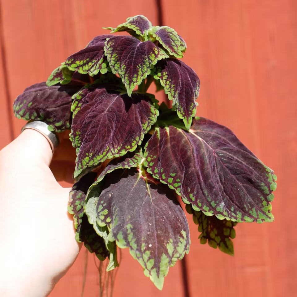 Coleus 'Space Cake'