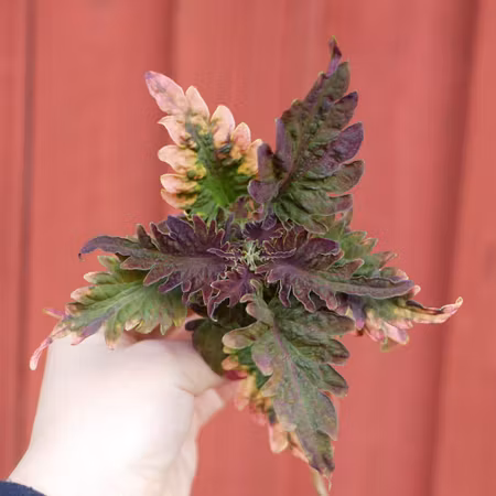 Coleus 'Disco Rosa Sport'