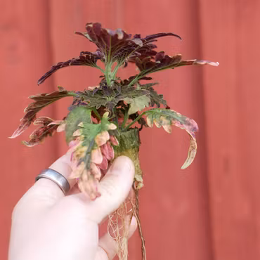 Coleus (Palettblad) 'Disco Rosa Sport'