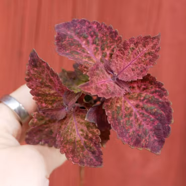 Coleus (Palettblad) 'Svala Solero'
