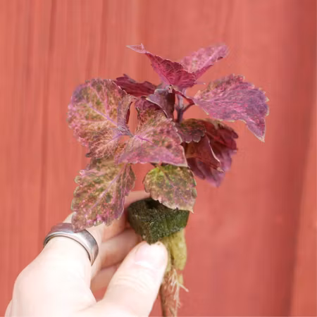 Coleus 'Svala Solero'