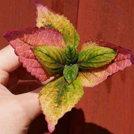 Coleus 'Amazonia'
