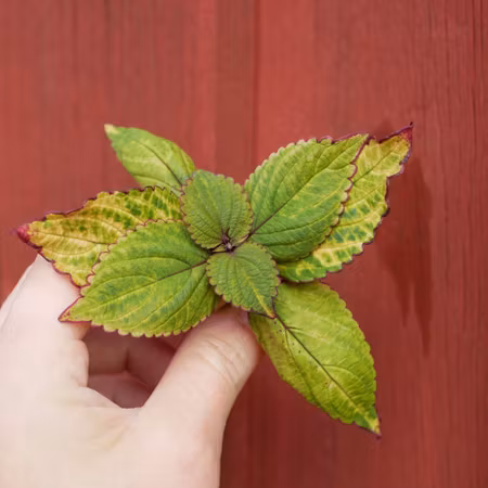 Coleus 'Autumn Apple'